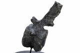 Sauropod Dinosaur (Camarasaurus) Caudal Vertebra - Colorado #222505-8